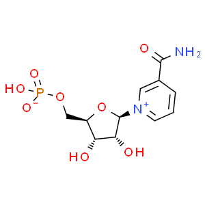 β-煙酰胺單核苷酸；NMN